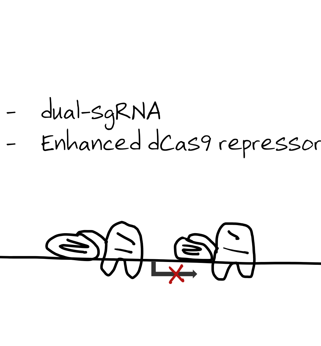 CRISPRi mechanism showing dCas9 fused to repressor domains blocking transcription at a gene promoter