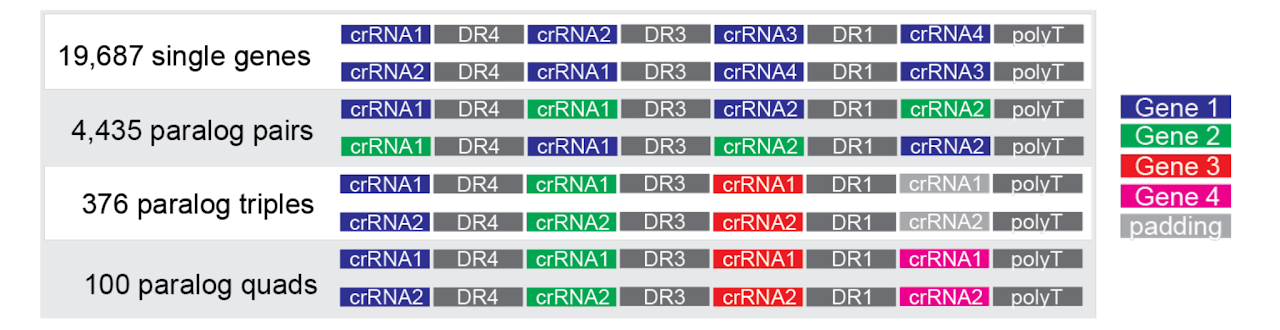 Inzolia library composition showing single-gene and paralog combination construct counts