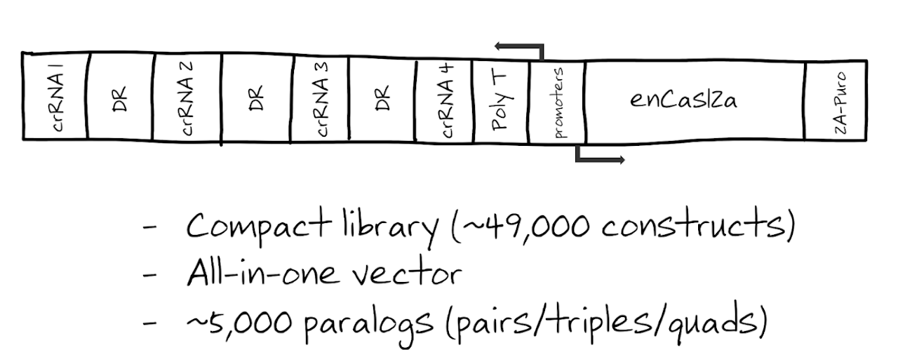 in4mer all-in-one lentiviral vector construct with four guide RNA positions