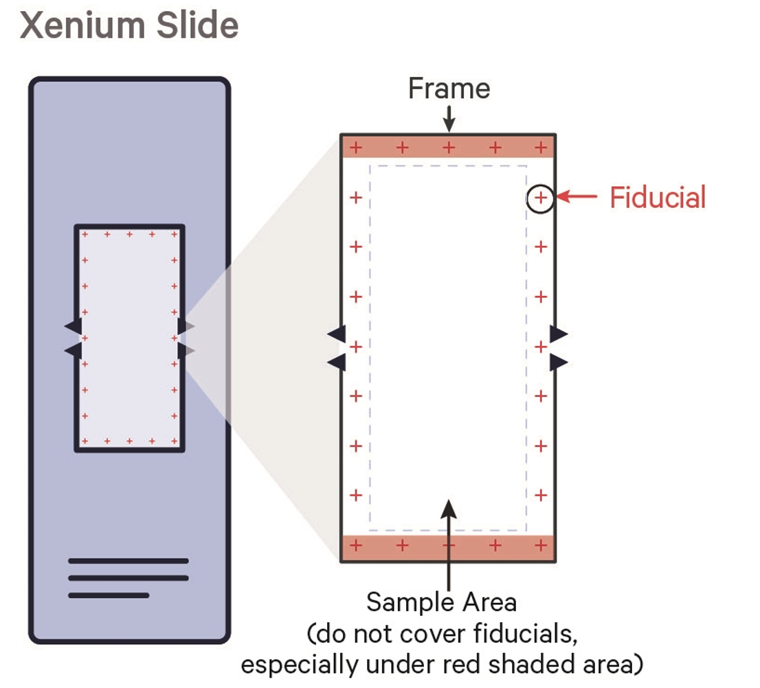 Xenium slide layout showing imaging area dimensions and fiducial crosshair markers at corners